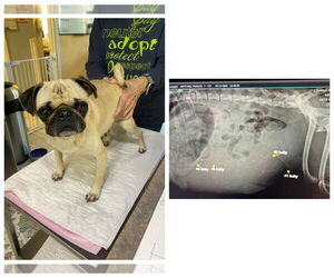 Medium Photo #2 Pug Puppy For Sale in Benton, LA, USA
