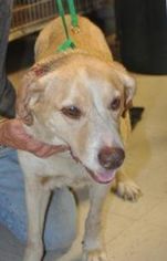 Labrador Retriever Dogs for adoption in Forrest City, AR, USA