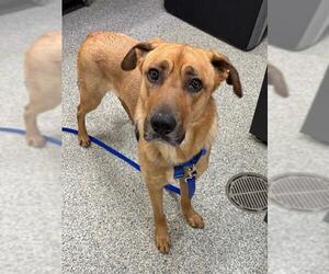 German Shepherd Dog-Unknown Mix Dogs for adoption in Boston, MA, USA