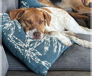 Mutt Dogs for adoption in Germantown, OH, USA
