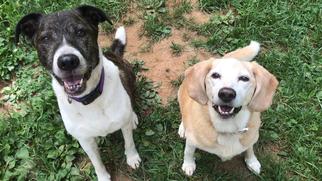 Bogle Dogs for adoption in Forest, VA, USA