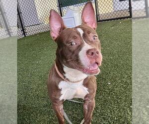 American Bulldog-Unknown Mix Dogs for adoption in Tavares, FL, USA