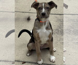 Catahoula Leopard Dog-Labrador Retriever Mix Dogs for adoption in Sanford, FL, USA
