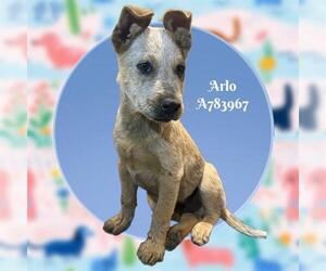 Mutt Dogs for adoption in San Antonio, TX, USA