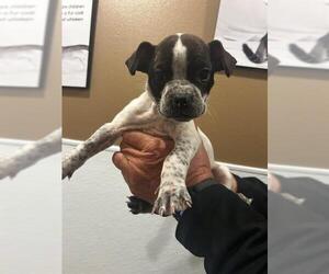 Boxer-Unknown Mix Dogs for adoption in Riverside, CA, USA