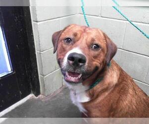 American Pit Bull Terrier-Unknown Mix Dogs for adoption in Tulsa, OK, USA