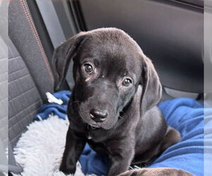 Labrador Retriever-Mountain Cur Mix Dogs for adoption in Plainfield, IL, USA