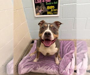 Mutt Dogs for adoption in Brighton, CO, USA