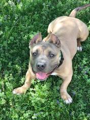 American Staffordshire Terrier Dogs for adoption in Buffalo, NY, USA