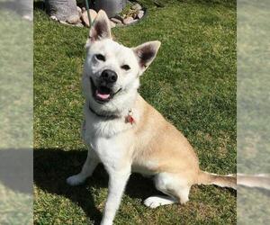 Huskimo Dogs for adoption in San Luis Rey, CA, USA