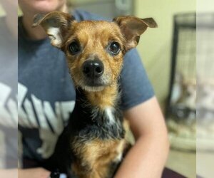 Mutt Dogs for adoption in Fredericksburg, TX, USA