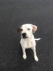 Boxador Dogs for adoption in Scottsboro, AL, USA
