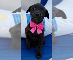 Medium Photo #2 Labrador Retriever-Unknown Mix Puppy For Sale in Jefferson, NJ, USA