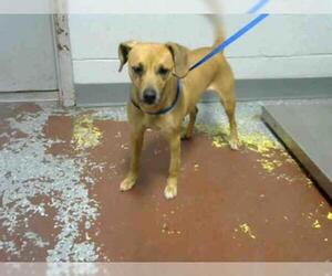 Doxle Dogs for adoption in Atlanta, GA, USA