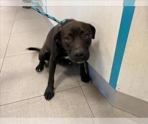 American Pit Bull Terrier-Unknown Mix Dogs for adoption in Rancho Cucamonga, CA, USA