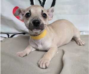 Chihuahua-Unknown Mix Dogs for adoption in Lakewood, CO, USA