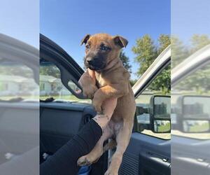 Black Mouth Cur Dogs for adoption in Oklahoma City, OK, USA