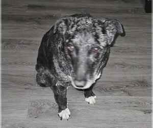 Mutt Dogs for adoption in San Antonio, TX, USA