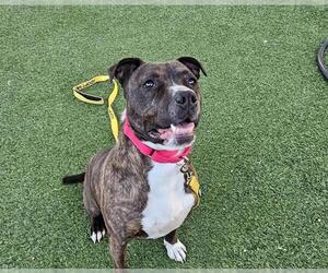 American Pit Bull Terrier-Unknown Mix Dogs for adoption in Las Vegas, NV, USA