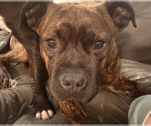 Mutt Dogs for adoption in Bellevue, WA, USA