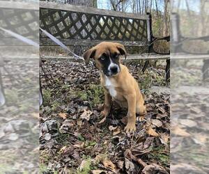 Boxer-German Shepherd Dog Mix Dogs for adoption in Columbus, NC, USA