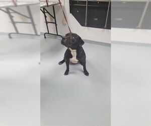 Mutt Dogs for adoption in St. Cloud, FL, USA