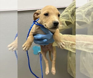 Labrador Retriever-Unknown Mix Dogs for adoption in Las Vegas, NV, USA
