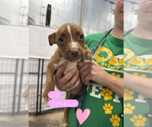 Mutt Dogs for adoption in Evansville, IN, USA