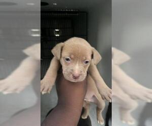 Labrador Retriever-Unknown Mix Dogs for adoption in Houston, TX, USA