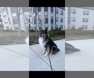 Collie Dogs for adoption in Chantilly, VA, USA