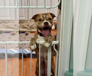 American Bulldog Dogs for adoption in Rockville, MD, USA