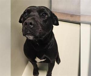 Mutt Dogs for adoption in Bakersfield, CA, USA