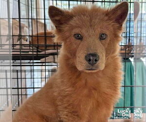 Chow Chow-Unknown Mix Dogs for adoption in Washington, DC, USA