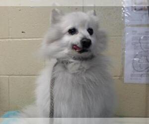 Pomeranian Dogs for adoption in Downey, CA, USA