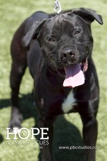 Labrador Retriever Dogs for adoption in Alton, IL, USA