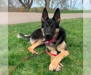 German Shepherd Dog Dogs for adoption in Waseca, MN, USA