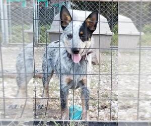 Medium Photo #1 Mutt Puppy For Sale in Lone Oak, TX, USA