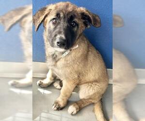 German Shepherd Dog-Unknown Mix Dogs for adoption in Visalia, CA, USA