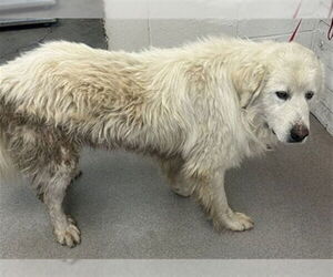 Great Pyrenees Dogs for adoption in San Bernardino, CA, USA