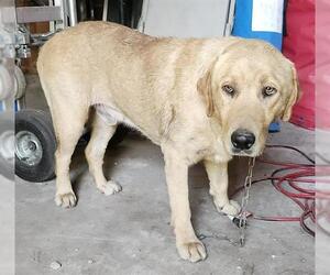 Labrador Retriever-Unknown Mix Dogs for adoption in San Antonio, TX, USA