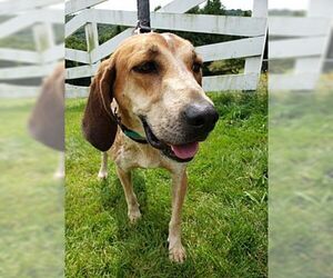 English Coonhound Dogs for adoption in Monterey, VA, USA