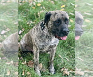 Mastiff Dogs for adoption in Omaha, NE, USA