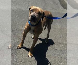 American Pit Bull Terrier-Unknown Mix Dogs for adoption in Riverside, CA, USA
