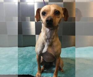 Chiweenie Dogs for adoption in Pawtucket, RI, USA