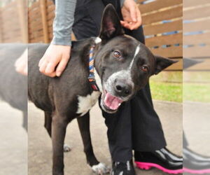 Mutt Dogs for adoption in Houston, TX, USA