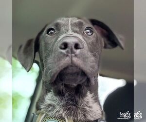 Collie-Labrador Retriever Mix Dogs for adoption in Washington, DC, USA
