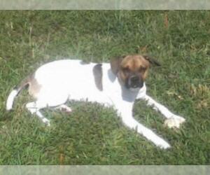 Jack Russell Terrier Dogs for adoption in Columbia, TN, USA