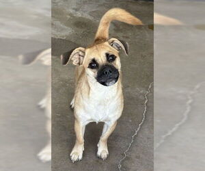 Chug Dogs for adoption in San Bernardino, CA, USA