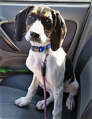 Treeing Walker Coonhound Dogs for adoption in Newnan, GA, USA