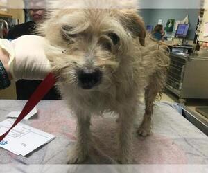 Mutt Dogs for adoption in Riverside, CA, USA